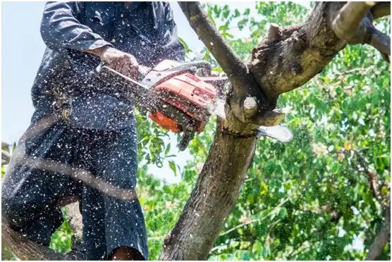 tree services Holliday